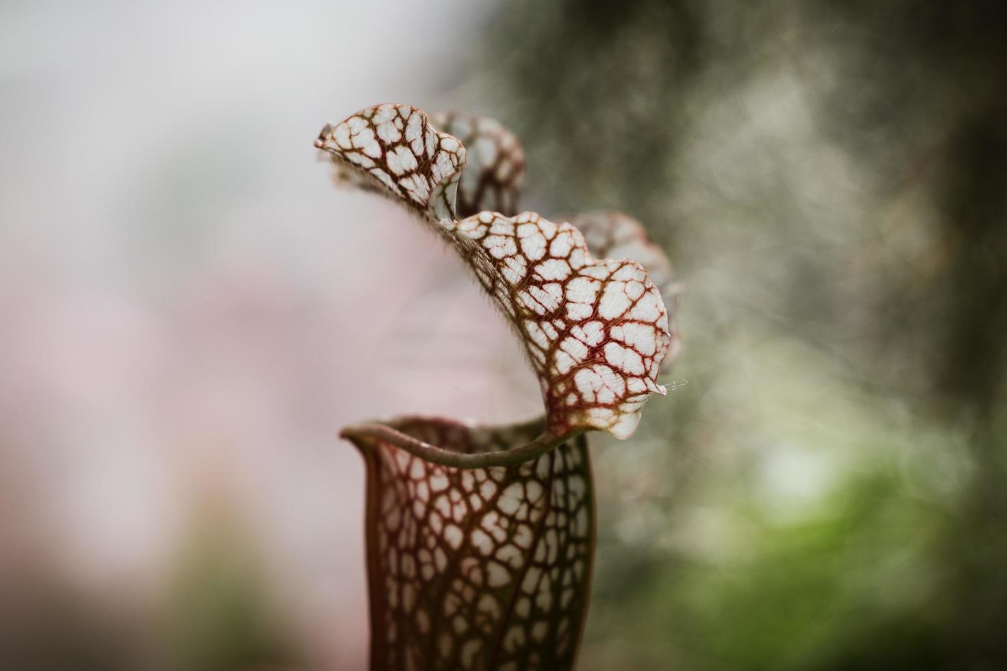 plante texturée rouge photo