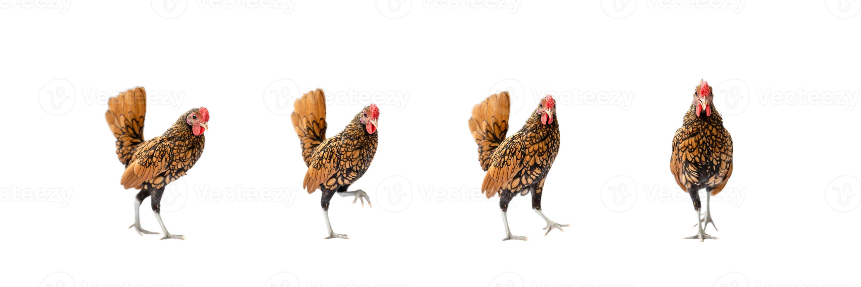 Quatre poulet sebright brun isolé sur fond blanc en studiolight photo