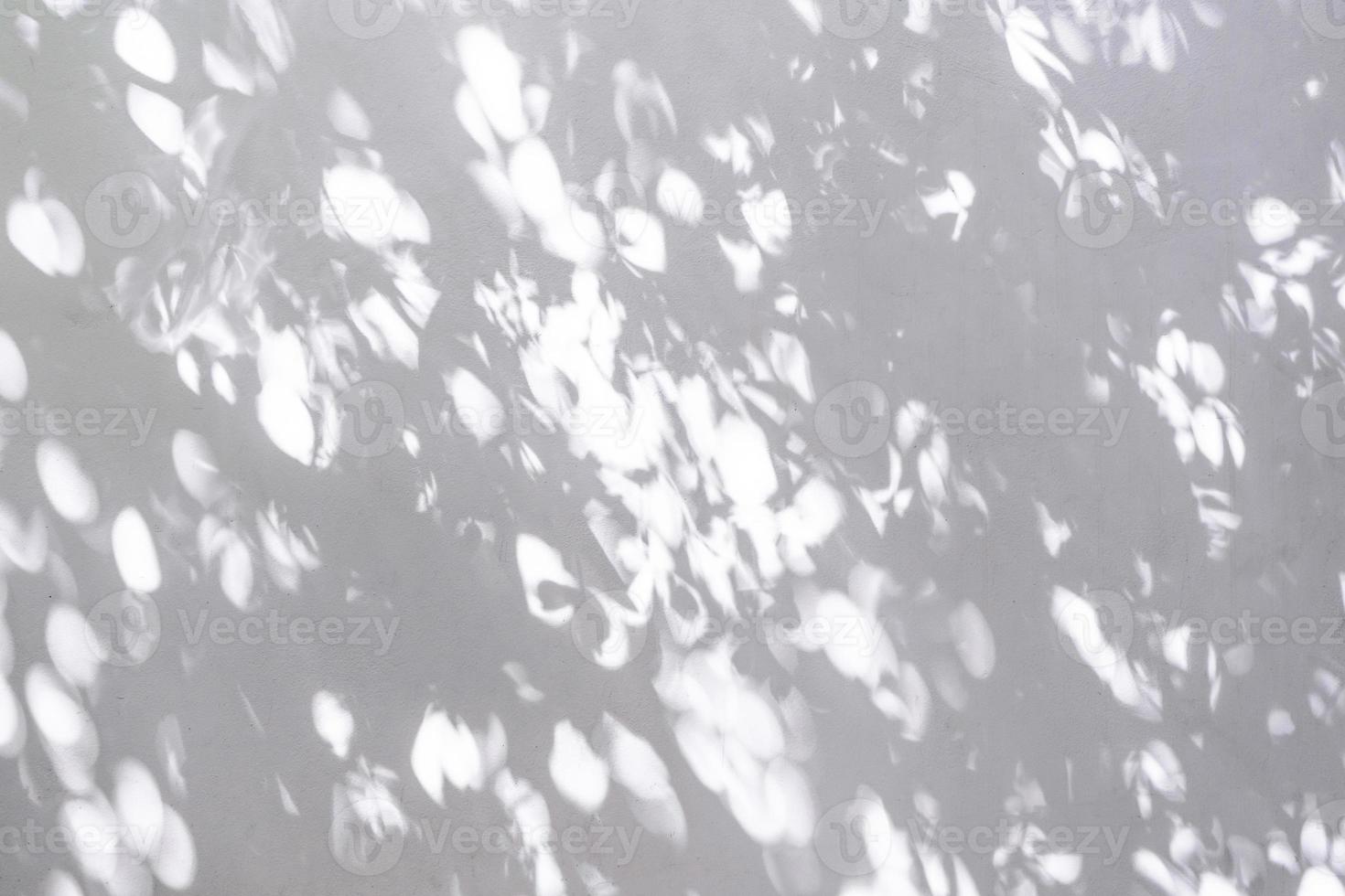 mur en béton de ciment avec la branche d'arbres et la feuille avec une ombre dessus. photo