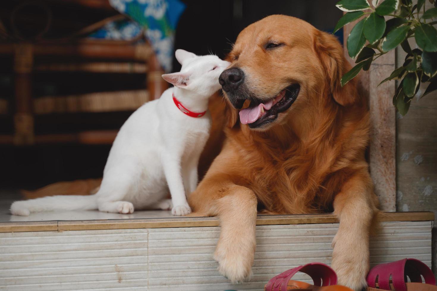 chien et chat photo