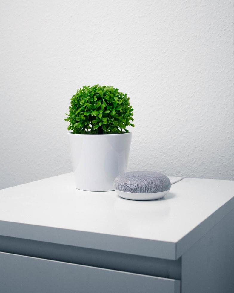 plante à feuilles vertes dans un vase blanc photo