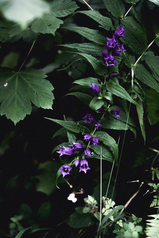 gros plan, de, pourpre, campanules photo