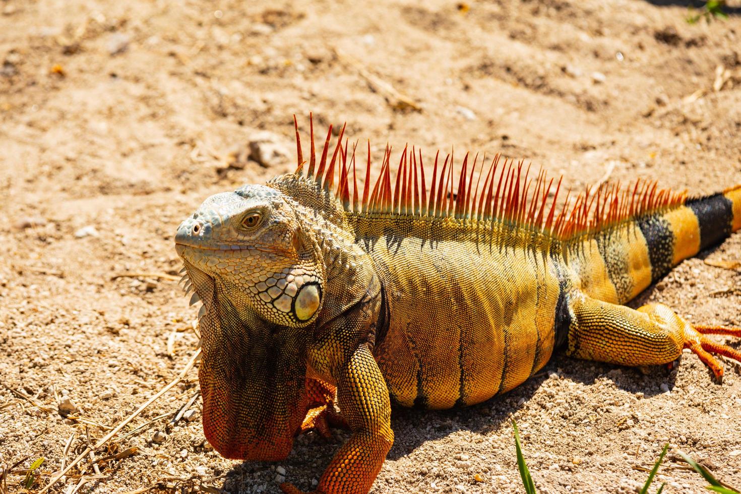 gros plan, de, iguane photo