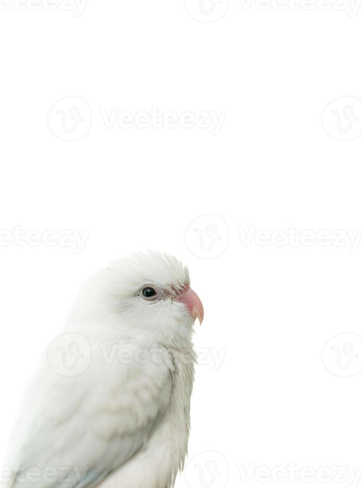 petit perroquet perroquet blanc forpus oiseau, fond d'isolement blanc. photo