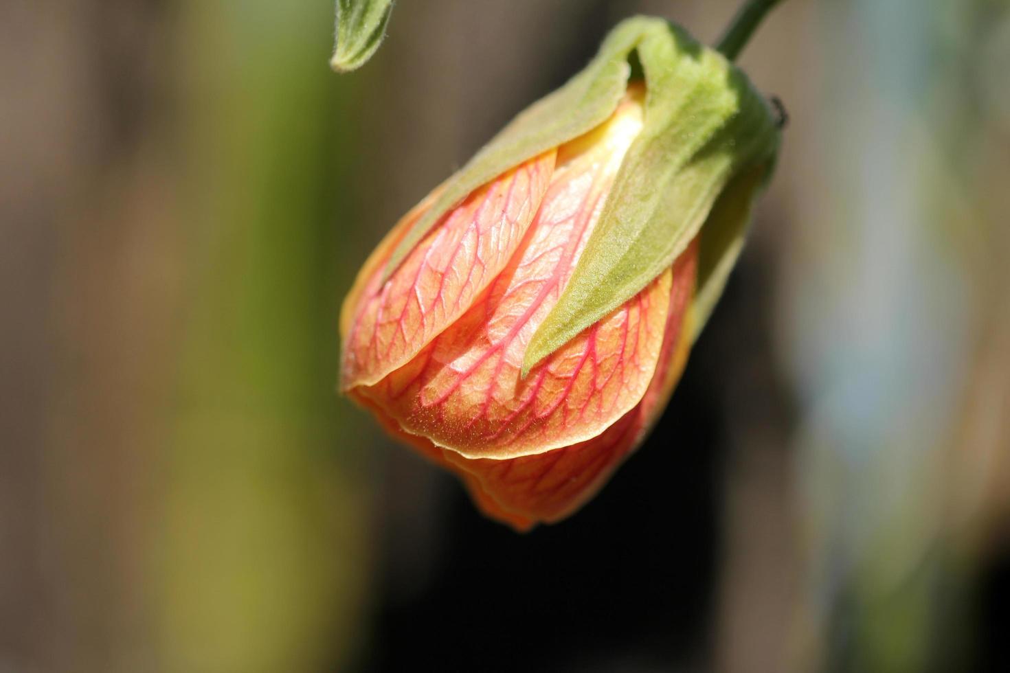 bourgeon d'hibiscus se bouchent photo