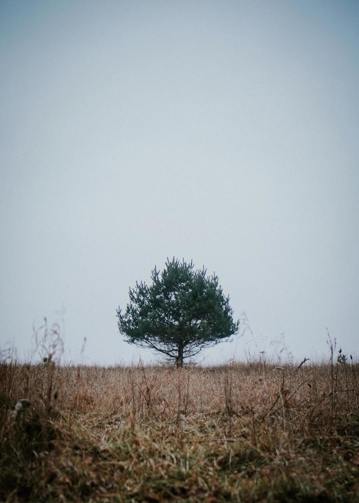 arbre vert solo photo