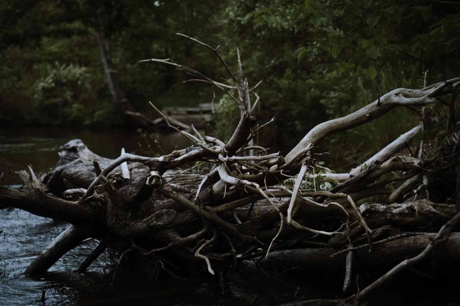 Journal d'arbre mort dans un plan d'eau photo