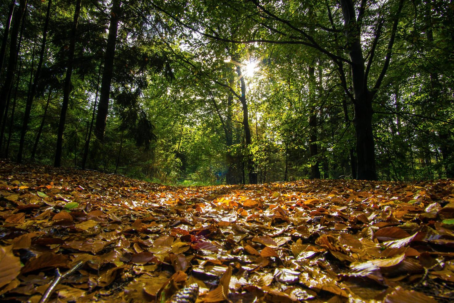 feuilles au sol photo