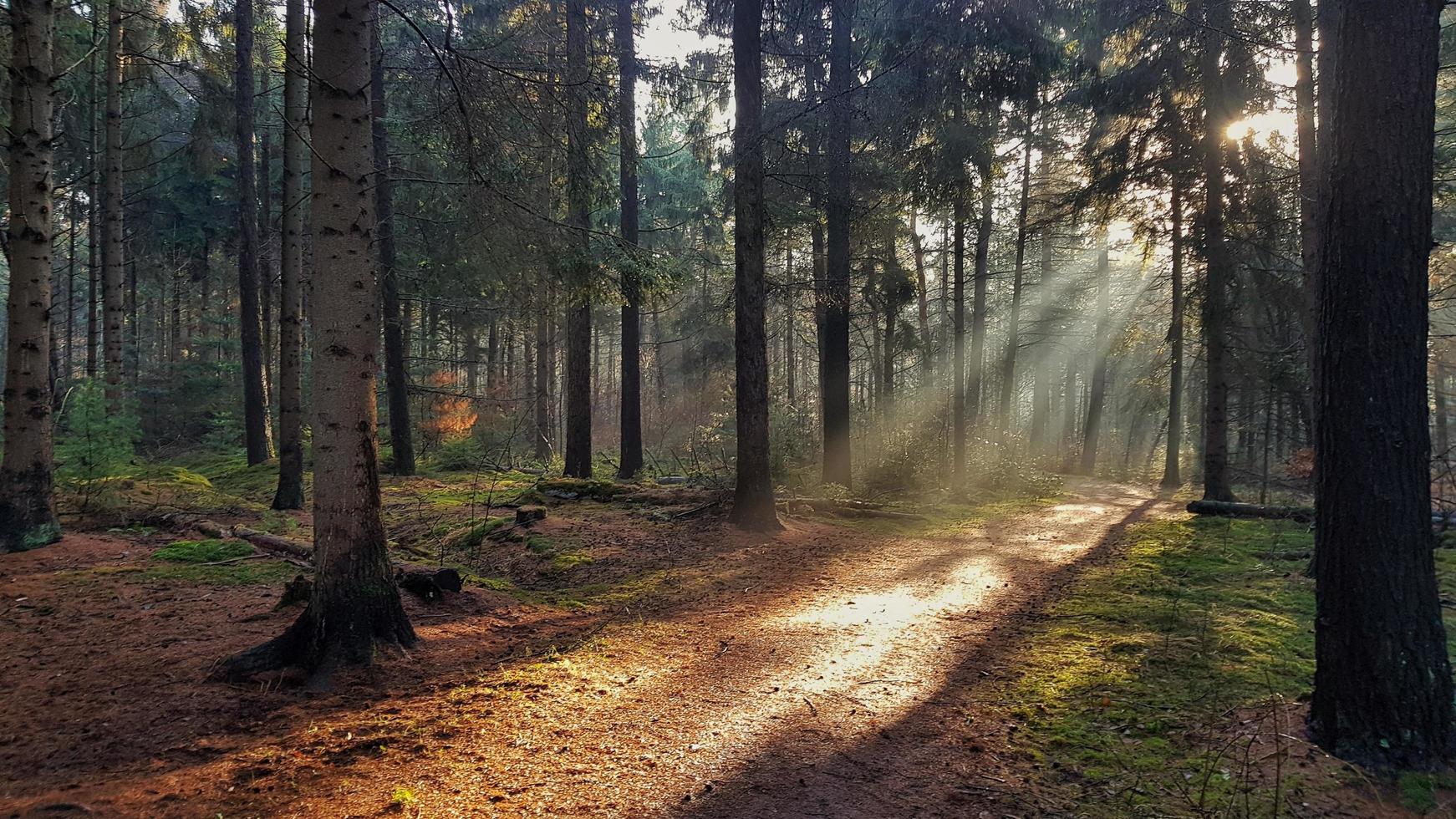 rayon de soleil à travers les arbres photo