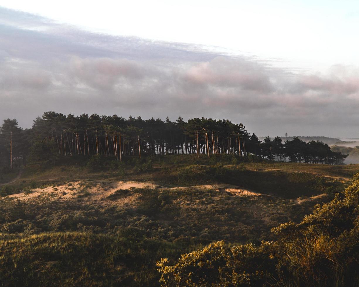 grands arbres verts photo