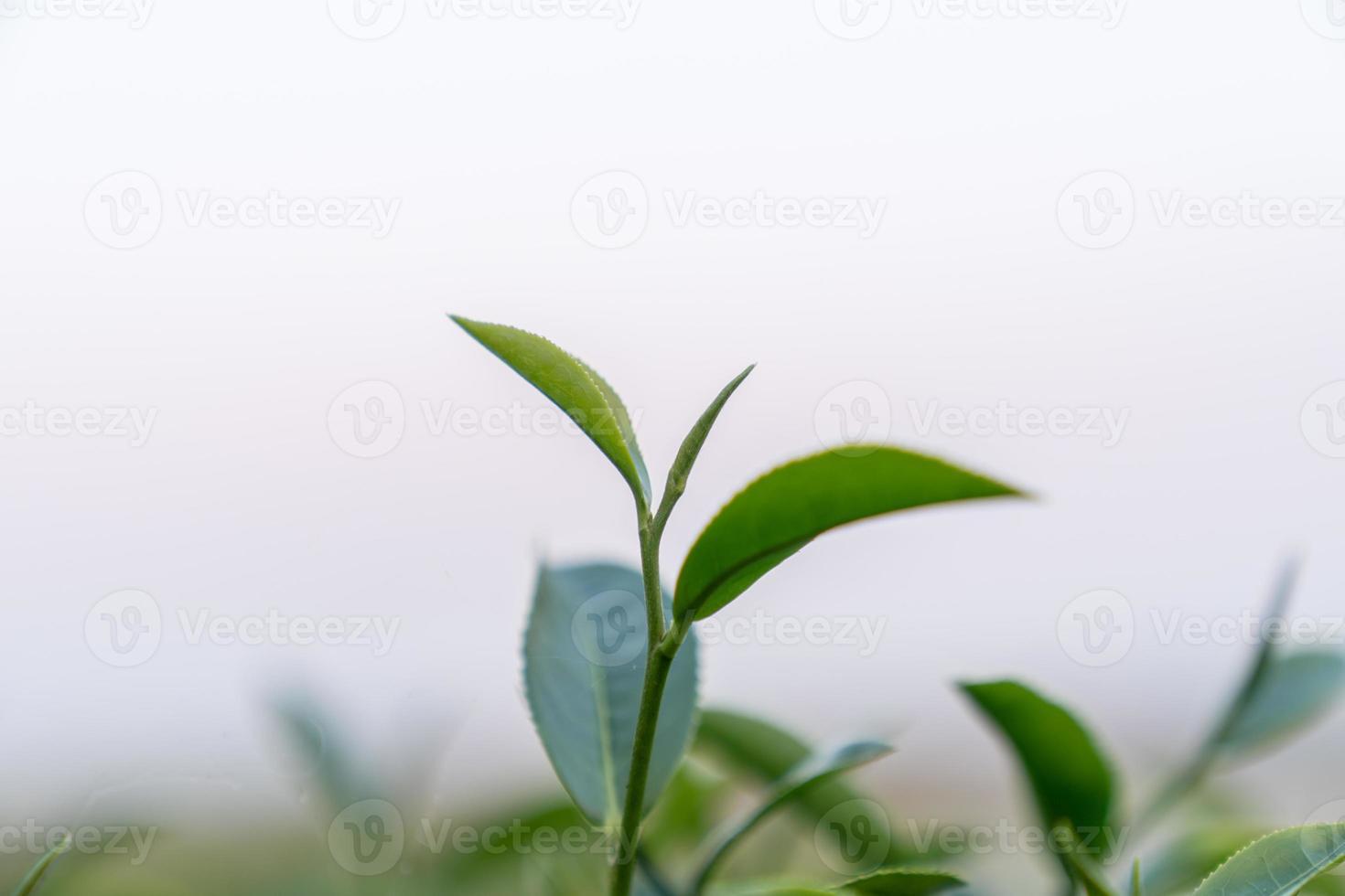 haut de la feuille de thé vert le matin arrière-plan flou. fermer. photo