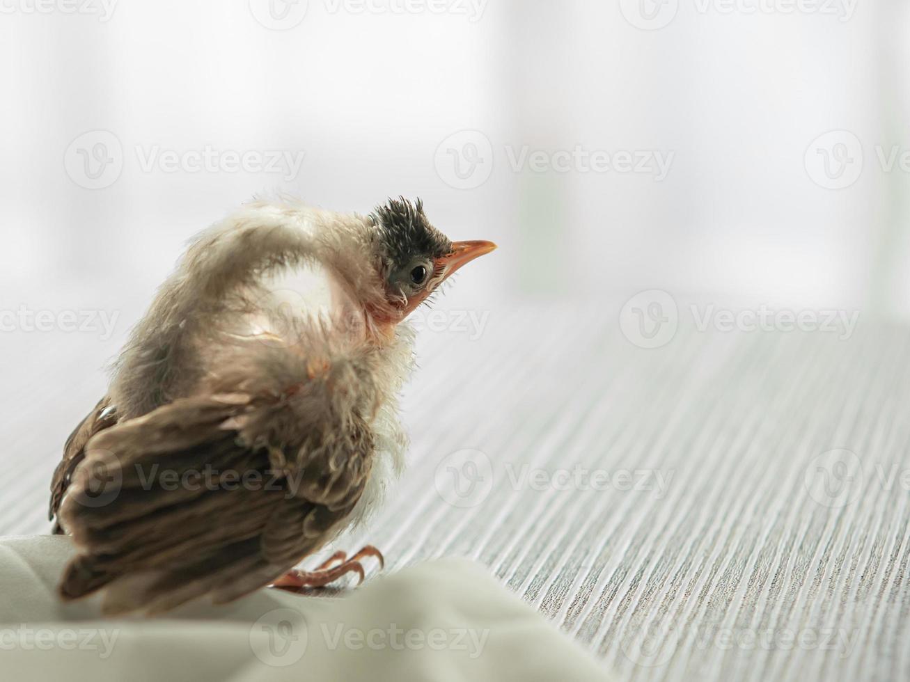 rupture du sac aérien chez les oiseaux, bébé bulbul à moustaches rouges blessé après une attaque par un chat. photo