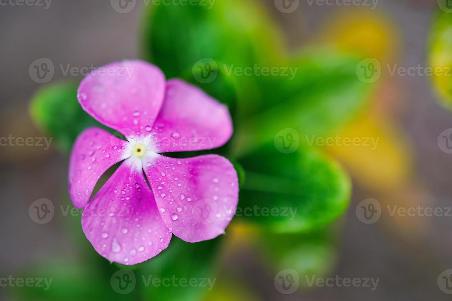 gros plan floral abstrait, goutte d'eau sur les pétales roses. fleurs en gros plan avec un feuillage vert flou. macro rêveuse, gouttes de pluie. plante de nature d'été, belle fleur de jardin en fleurs naturelles photo