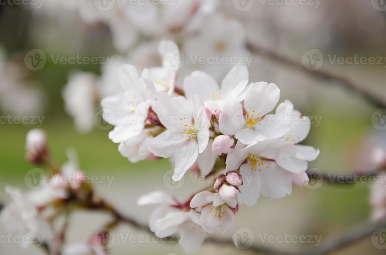 sakura, fleur de cerisier de printemps photo