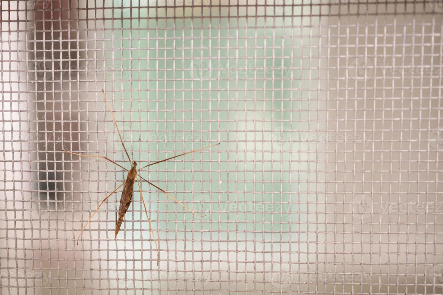 moustiquaire grillagée sur la fenêtre de la maison protection contre les insectes photo