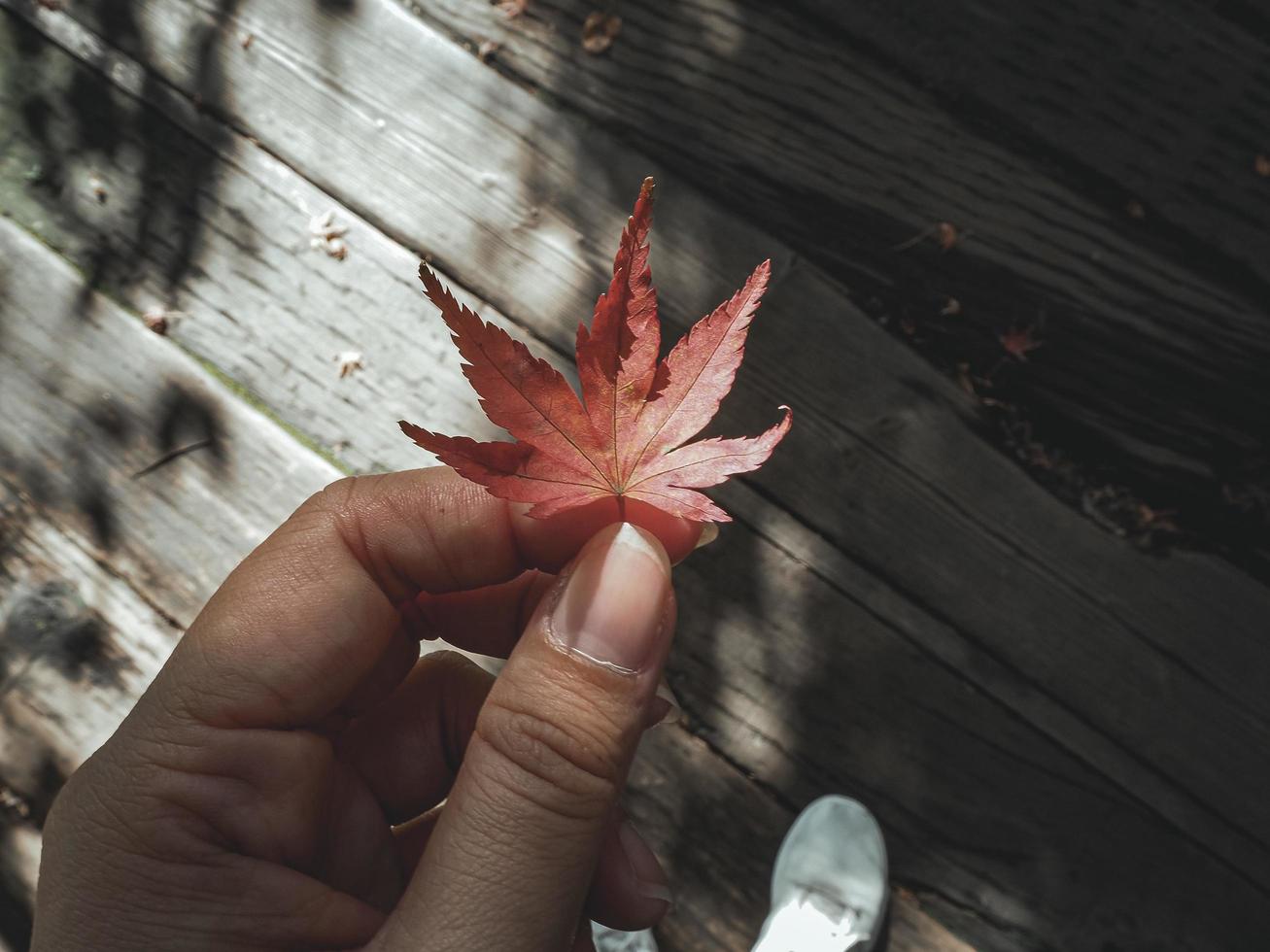 femmes remettant des feuilles rouges avec un fond en bois au japon photo