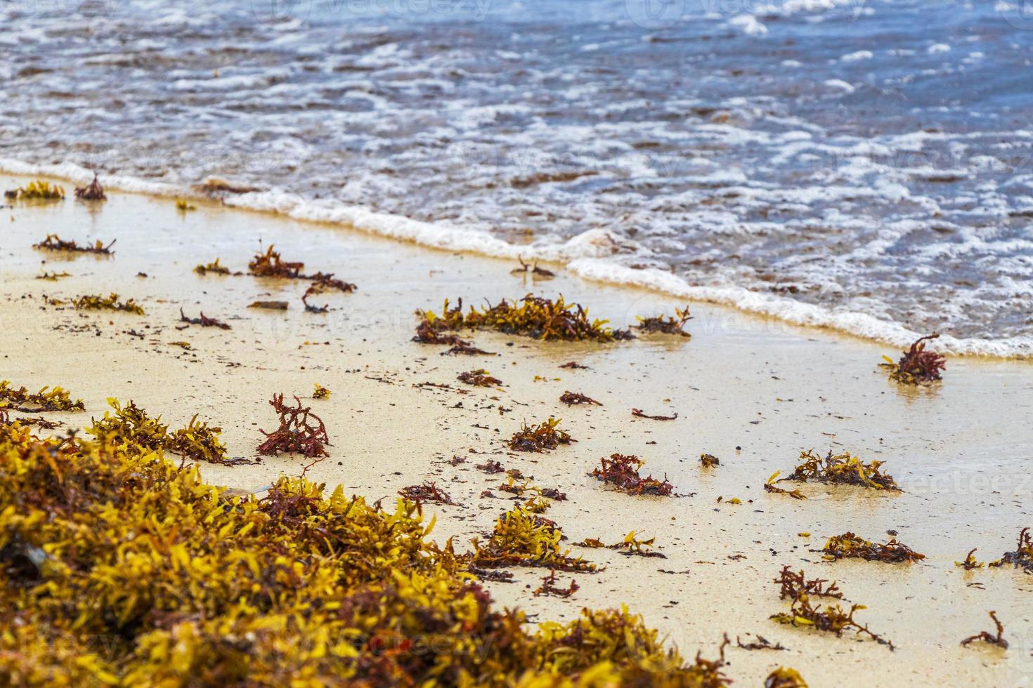 algues rouges très dégoûtantes plage de sargazo playa del carmen mexique. photo