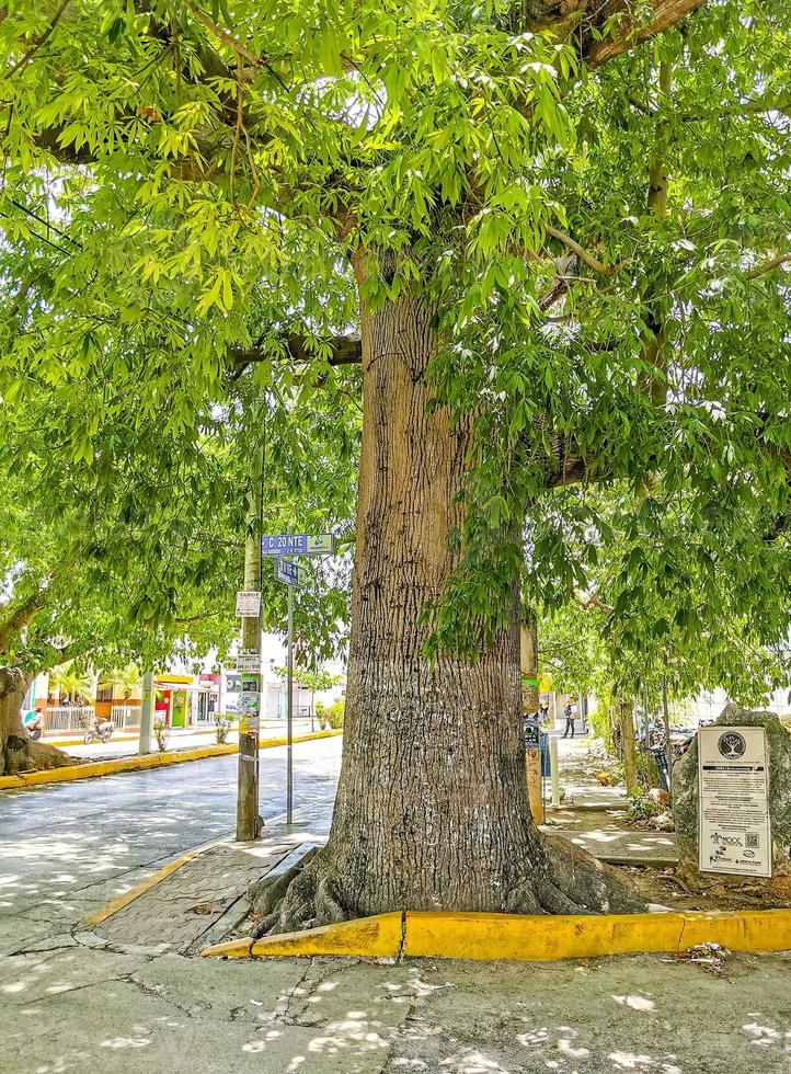 énorme magnifique kapok arbre ceiba avec des pointes au mexique. photo