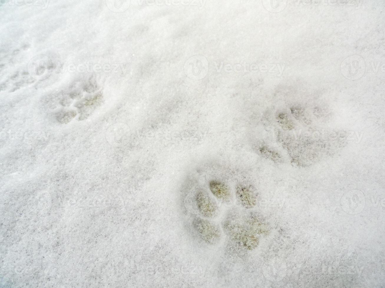 empreintes de pas d'animaux chiens chats dans la neige bremerhaven allemagne. photo