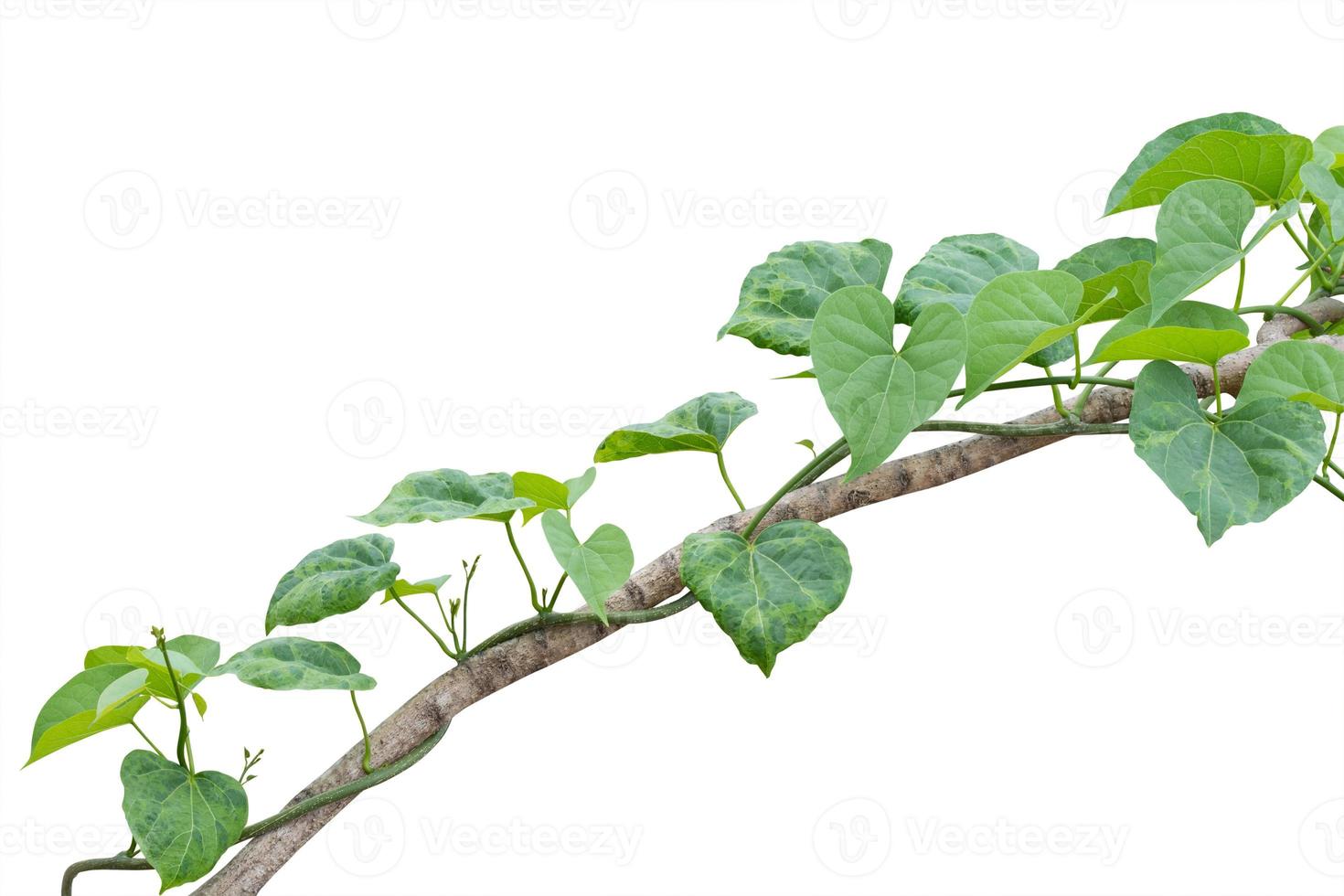 plants de vigne isolés sur fond blanc. chemin de détourage photo