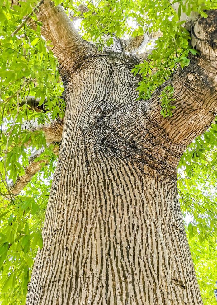 énorme magnifique kapok arbre ceiba avec des pointes au mexique. photo