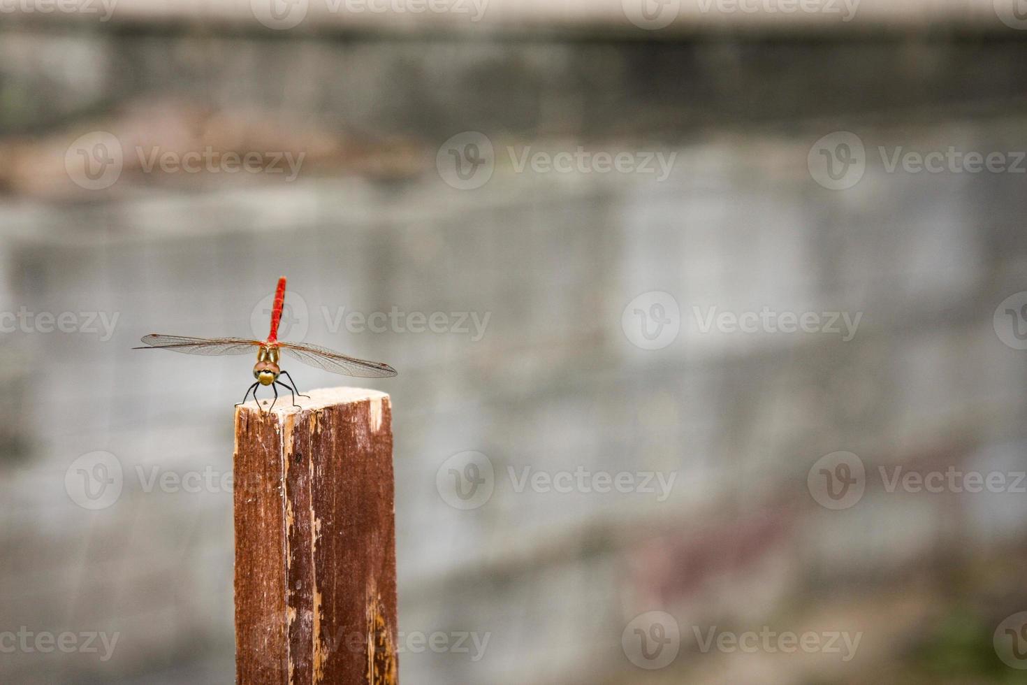 libellule rouge sur un pieu en bois photo
