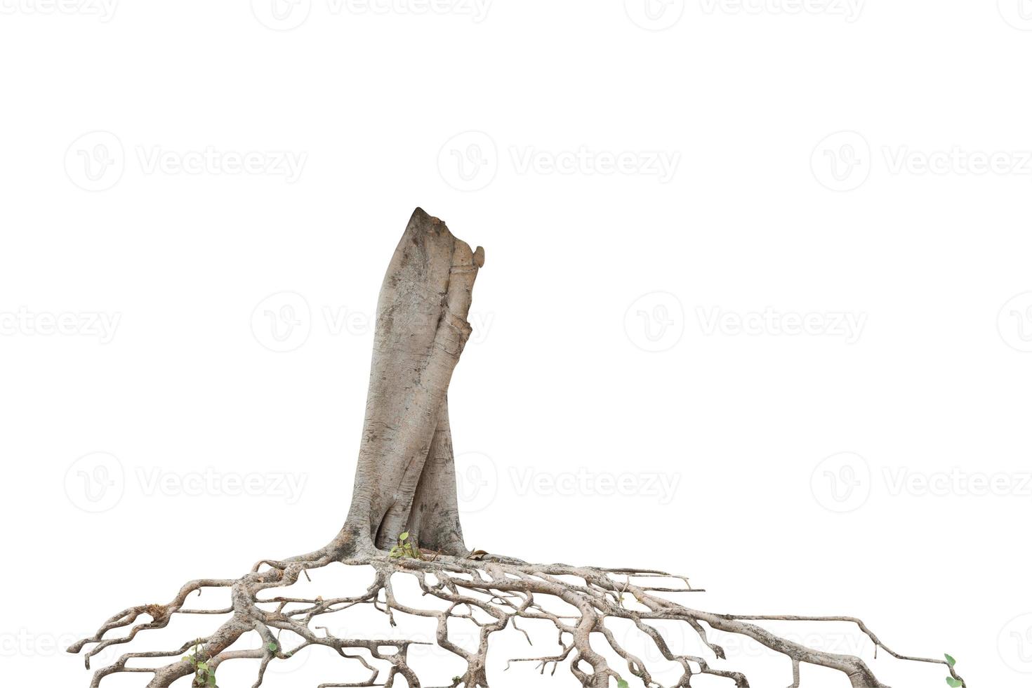 arbre racine isolé sur fond blanc. chemin de détourage photo