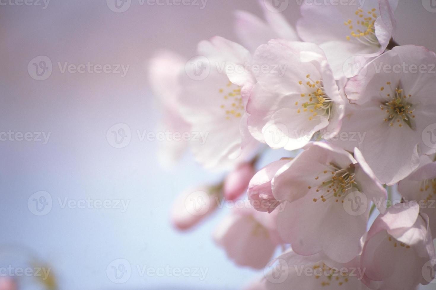 fleurs de cerisier photo