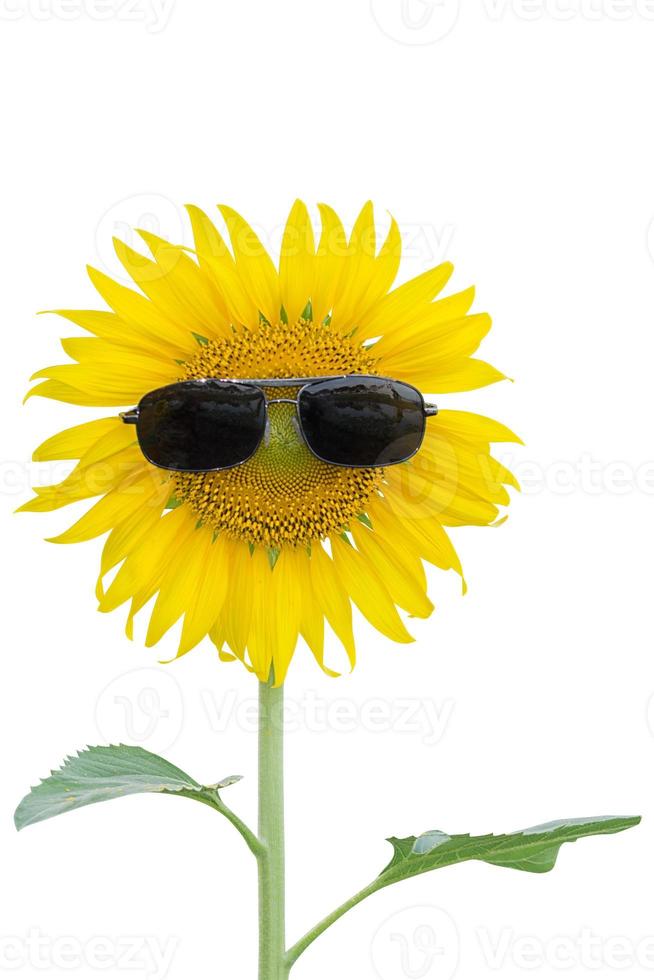 tournesol avec lunettes de soleil isolé sur fond blanc. chemin de détourage photo