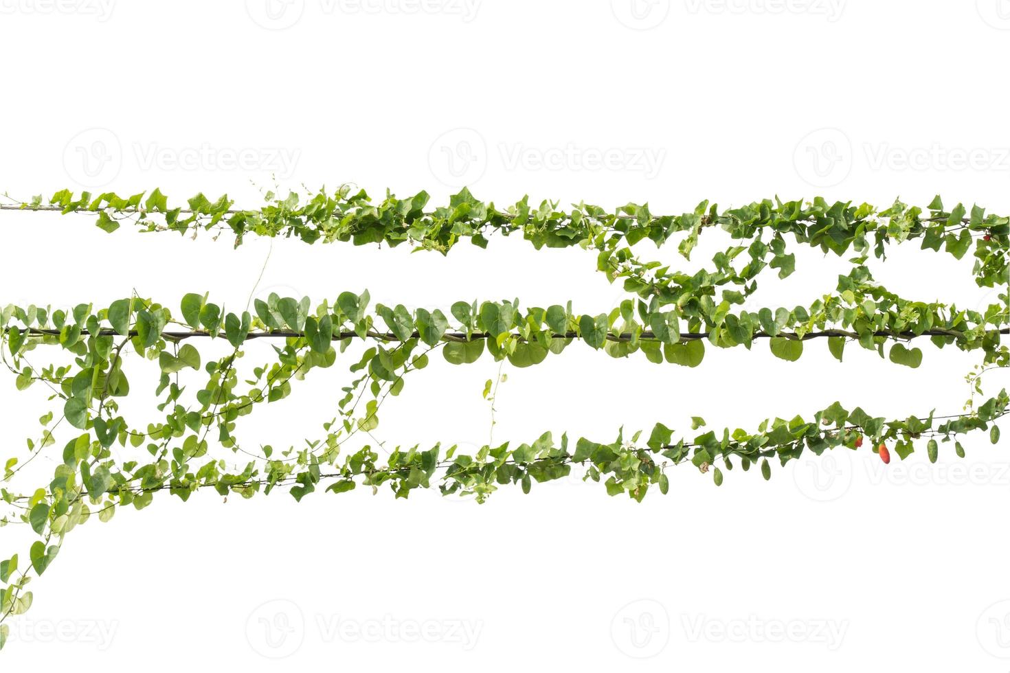 plantes de lierre. vignes sur poteaux sur fond blanc. chemin de détourage photo