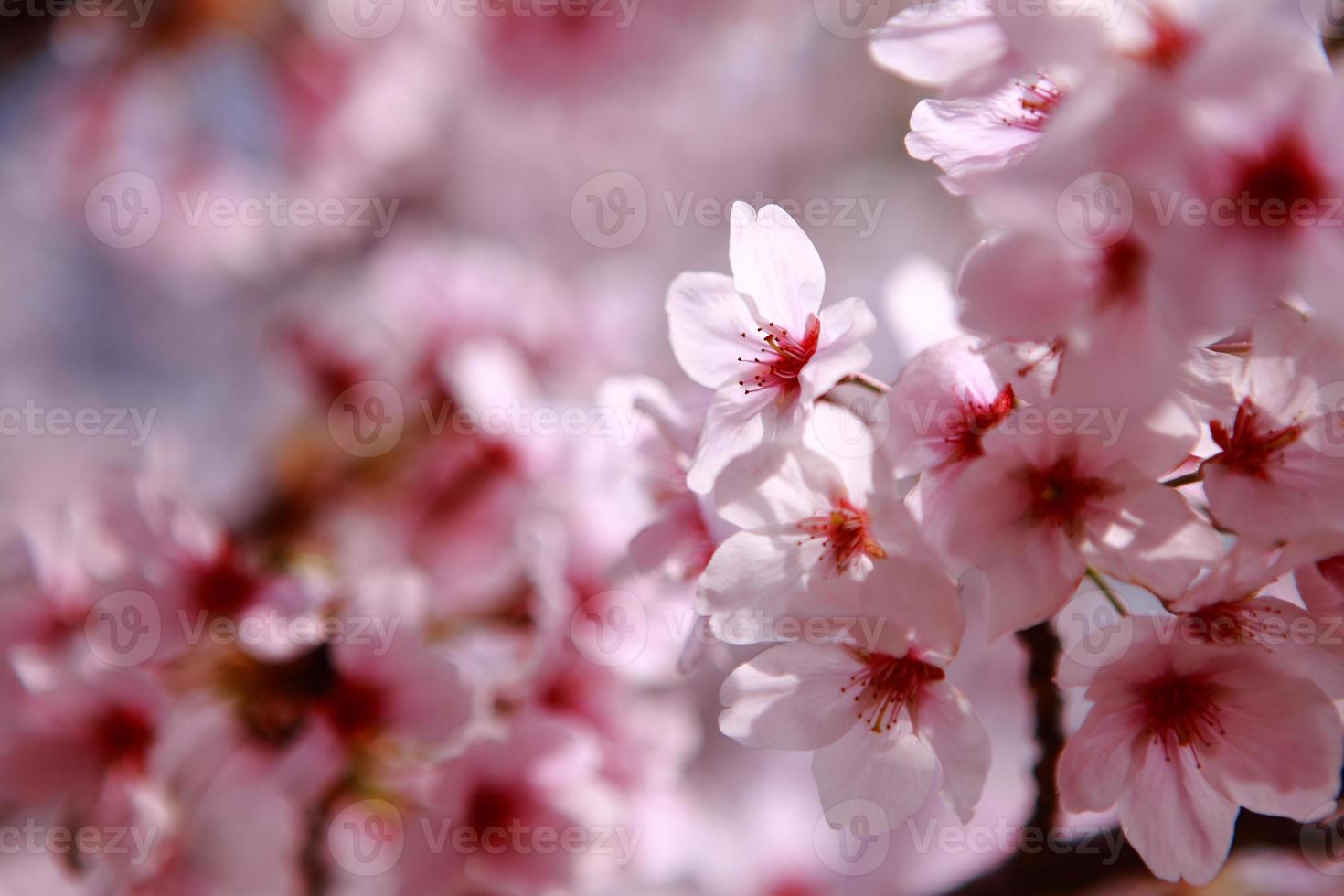 belle fleur de cerisier rose tourné au japon photo