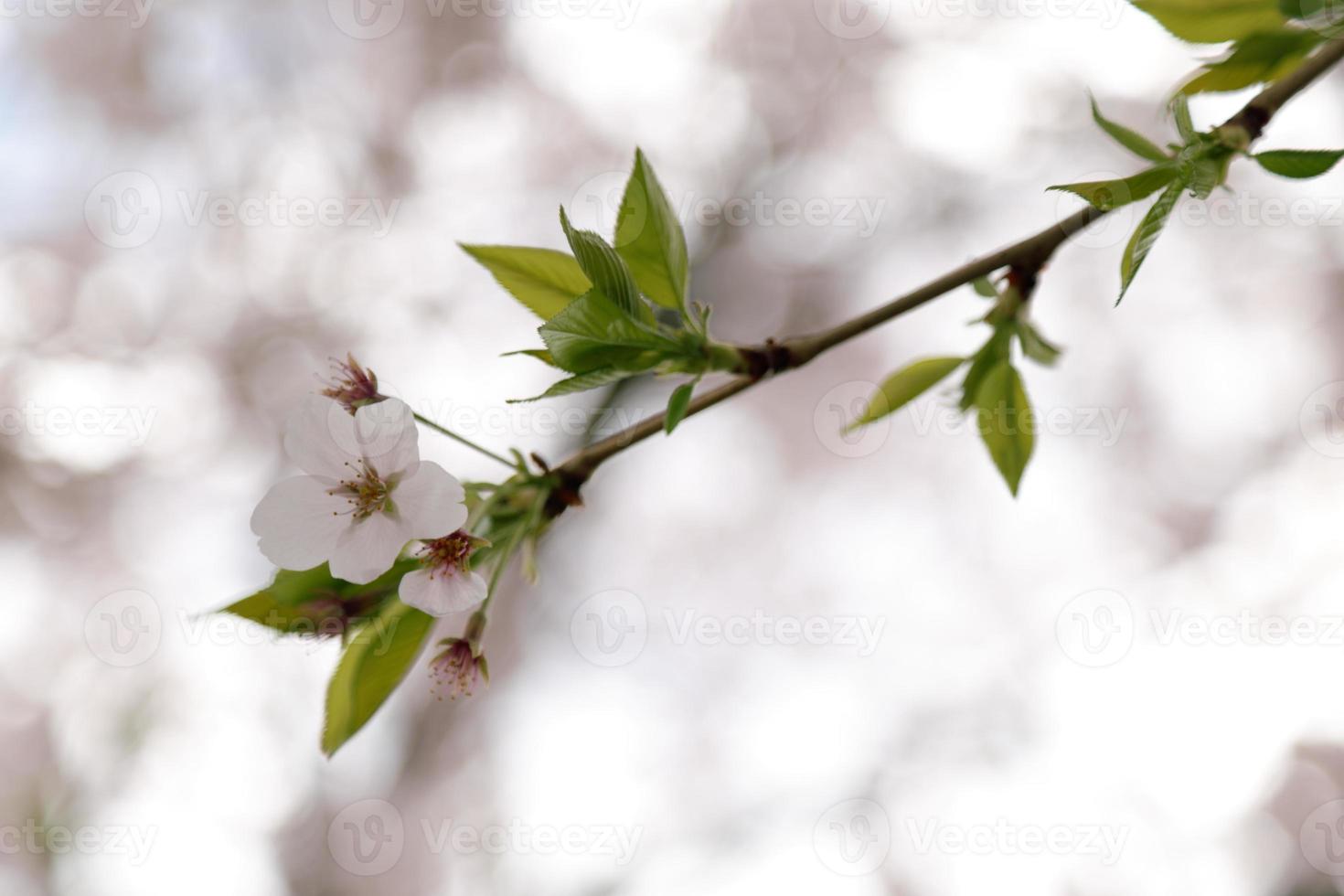 fleurs de cerisier photo