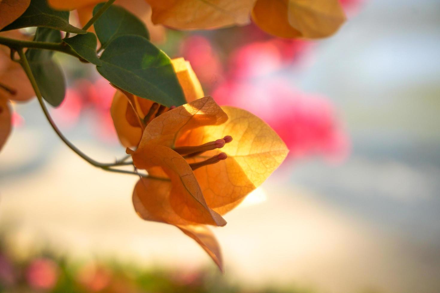 fleurs de bougainvilliers magenta jaune photo