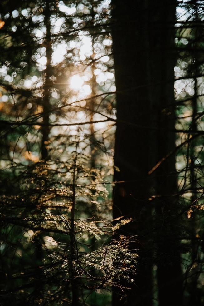 la lumière du soleil à travers les arbres photo