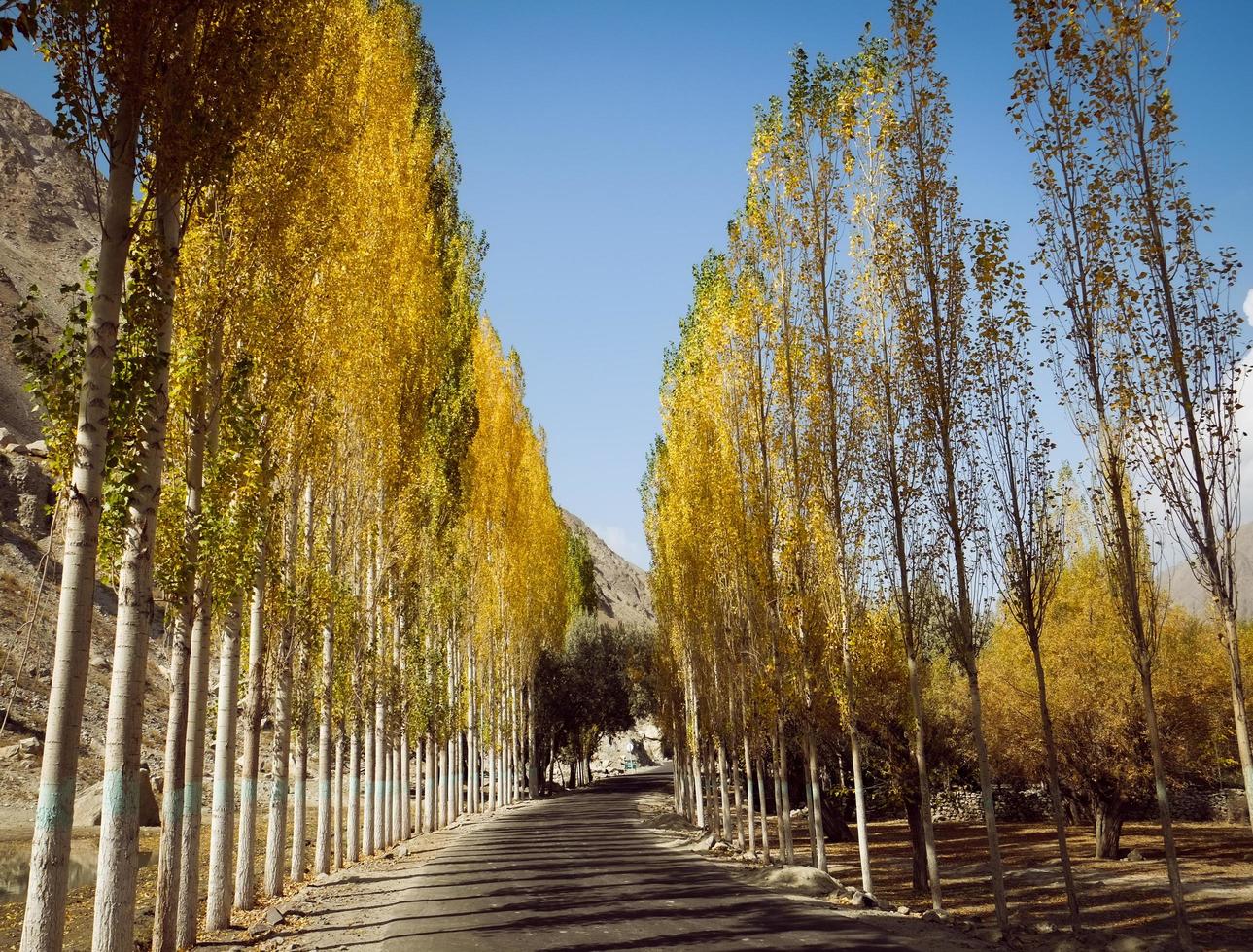 route bordée d'arbres vers khaplu photo