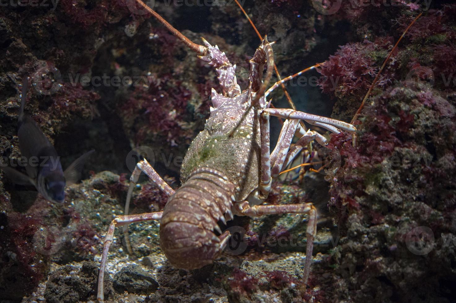 homard méditerranéen en chassant sous l'eau photo