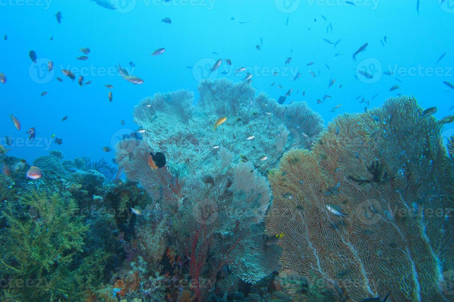 récif sous-marin coloré de raja ampat papouasie, indonésie photo