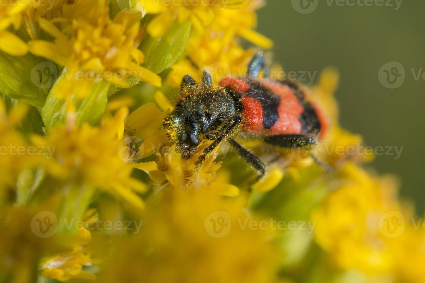 insectes beatles rouges et noirs photo