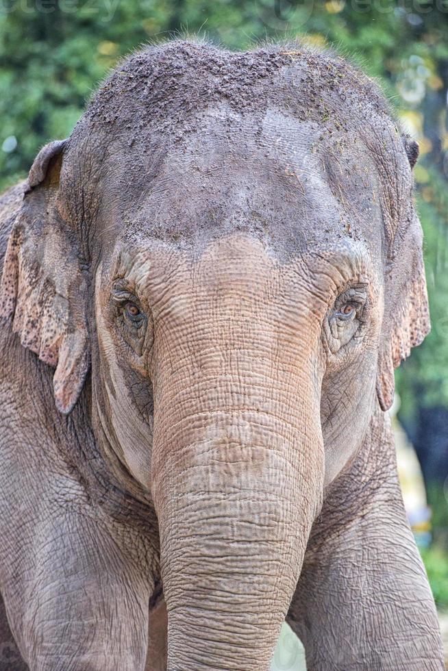 portrait d'oeil d'éléphant photo