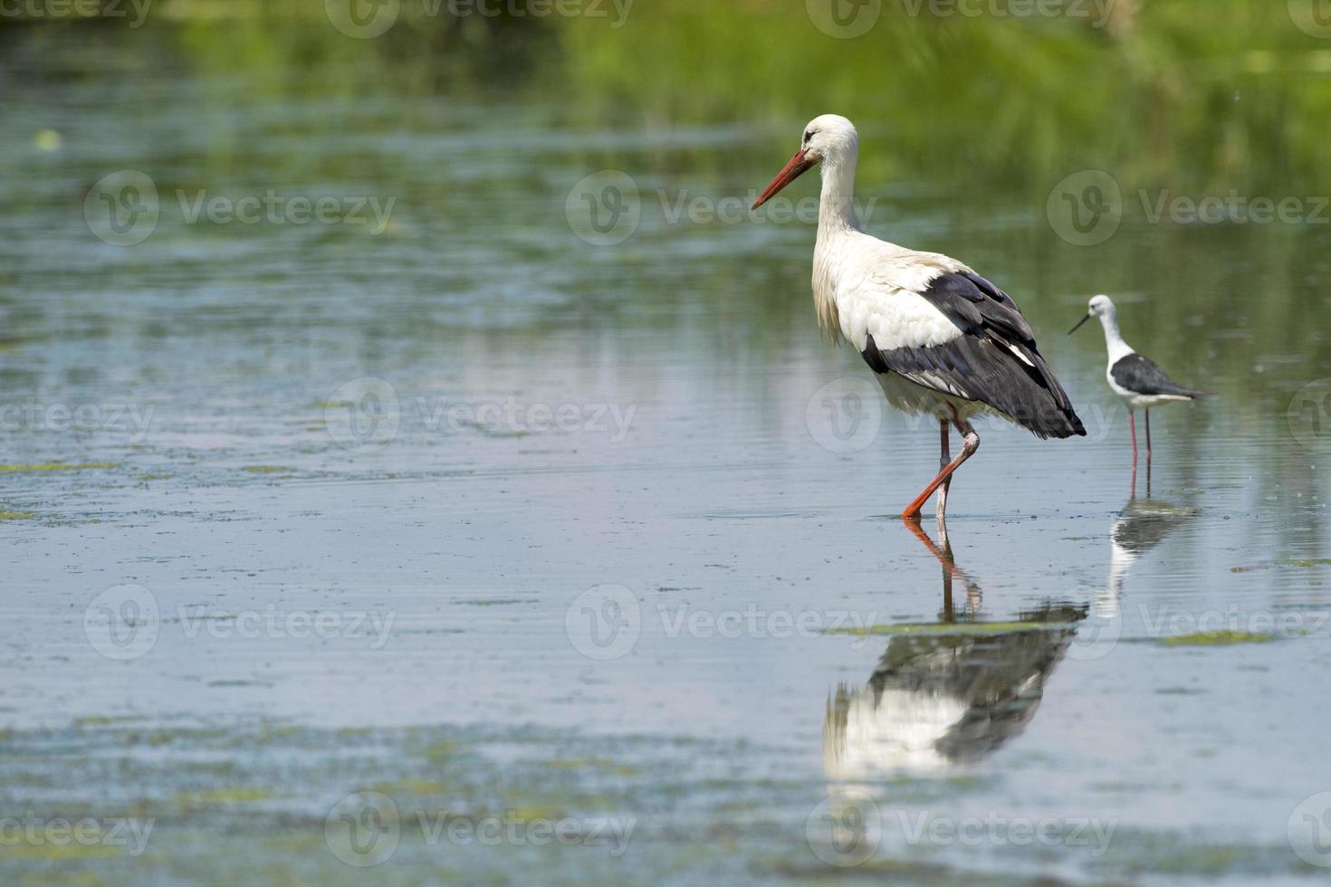 portrait de cigogne en réfléchissant sur l'eau des marais photo