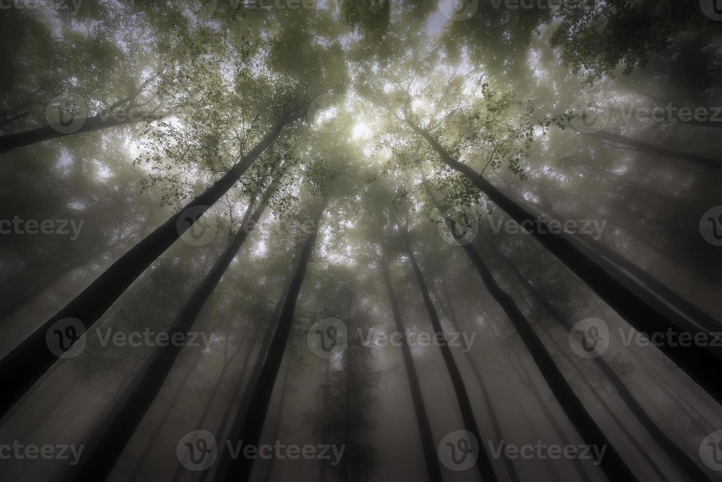 couronne d'arbre d'été photo