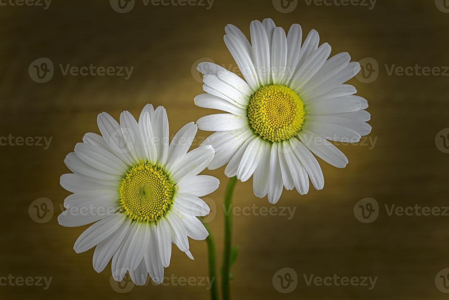 deux fleurs de marguerites photo