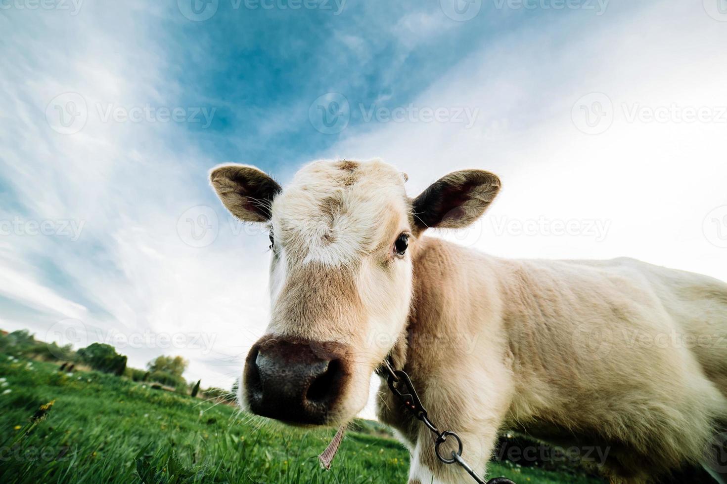 vue vache blanche photo