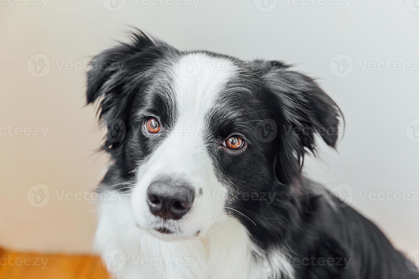 portrait drôle de mignon chiot souriant border collie intérieur. nouveau membre charmant de la famille petit chien à la maison regardant et attendant. concept de soins pour animaux de compagnie et d'animaux. photo