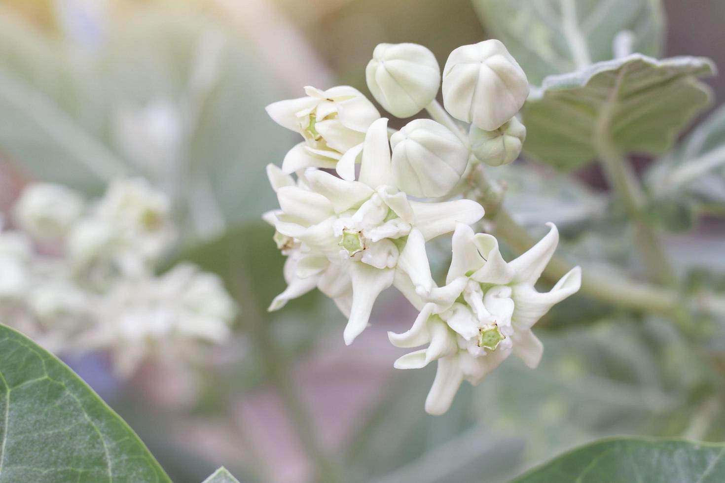 fleurs de couronne blanche ou calotropis giantea avec la lumière du soleil dans le jardin sur fond de nature floue. photo