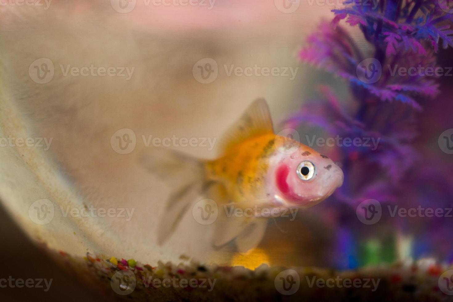 beaux poissons dans l'aquarium photo