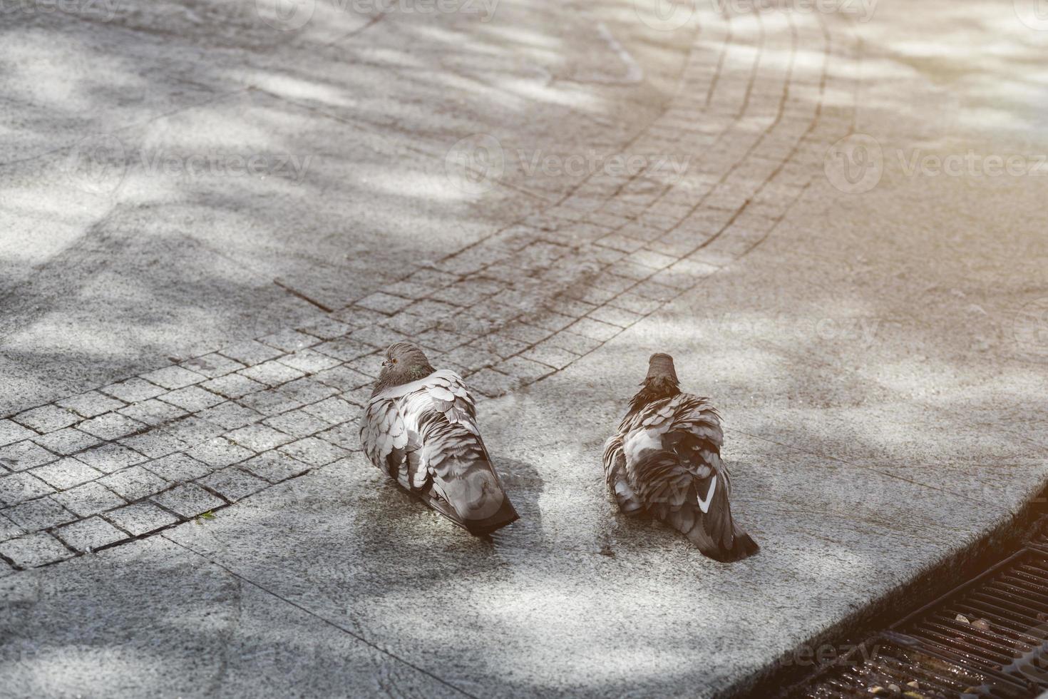 pigeons dans l'eau. photo