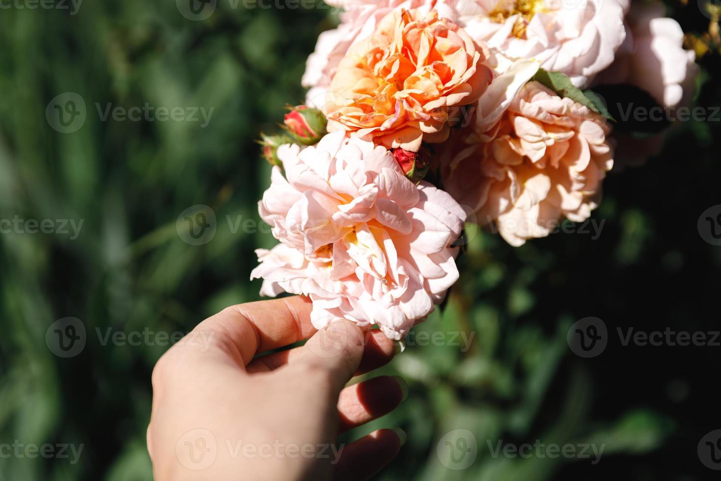 main de femme tenant des fleurs roses roses dans la rocaille en été. le travailleur du jardinier se soucie des fleurs dans le jardin fleuri. passe-temps de floriculture et concept de culture de plantation de fleurs. photo