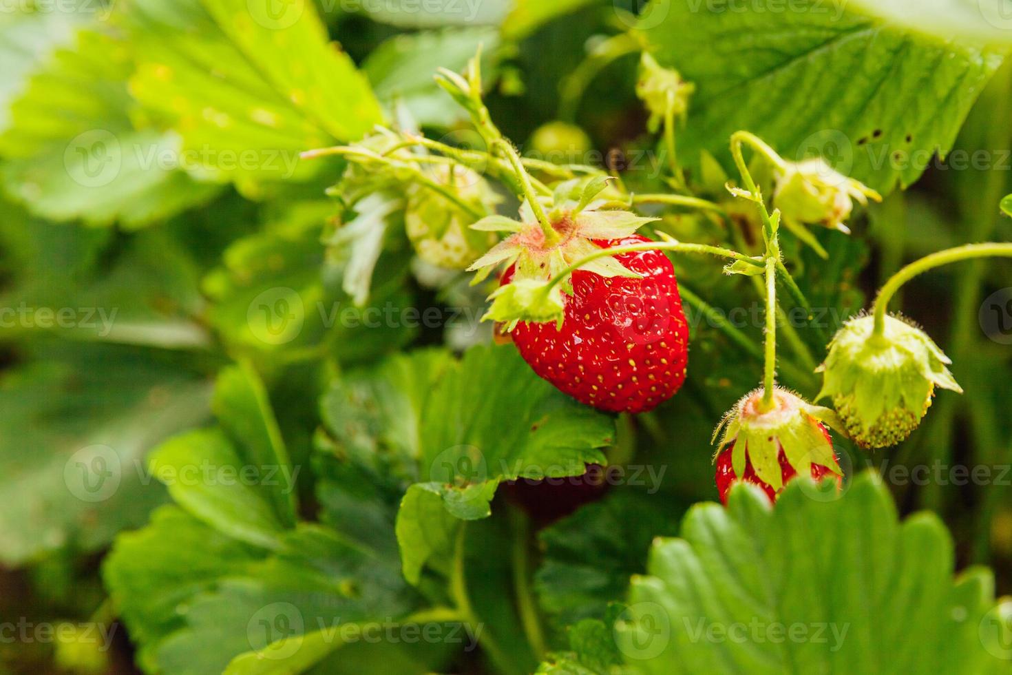 culture industrielle de la plante de fraises. buisson aux fraises de fruits rouges mûrs dans le lit de jardin d'été. culture naturelle de baies à la ferme. fond de concept d'horticulture d'aliments biologiques sains et écologiques. photo