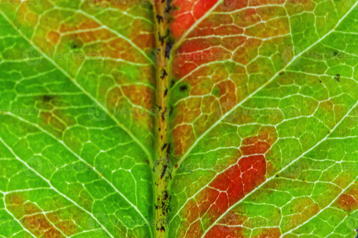 gros plan automne automne texture macro extrême vue de feuille de bois vert orange rouge feuille d'arbre lueur dans le fond du soleil. fond d'écran nature inspirant octobre ou septembre. concept de changement de saisons. photo